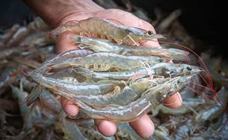 Imported Farmed Shrimp